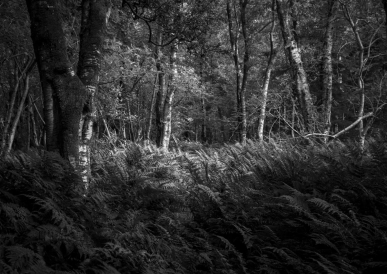 Scots Dyke, a section of the borderline drawn between the river Sark and the Liddel Water in 1552 dividing the autonomous Debatable Lands. © Zoe Childerley