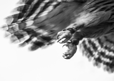 Tawny owl. Nature raw in tooth and claw © Zoe Childerley